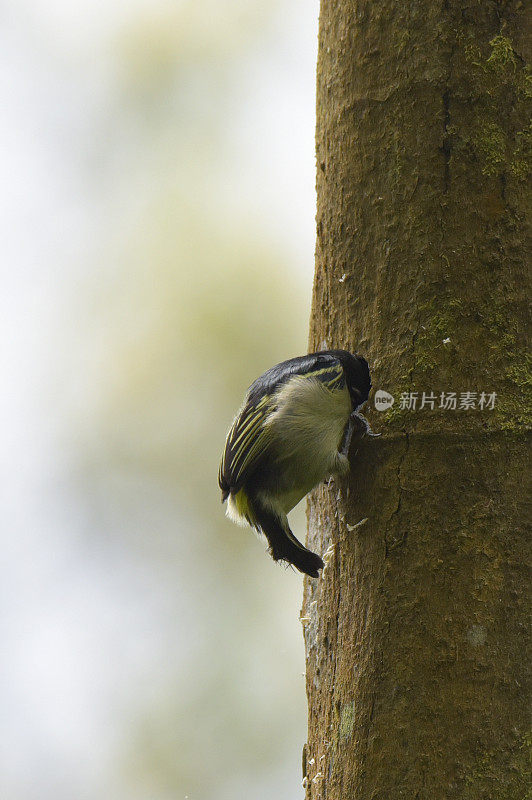 Yellow-rumped Tinkerbird